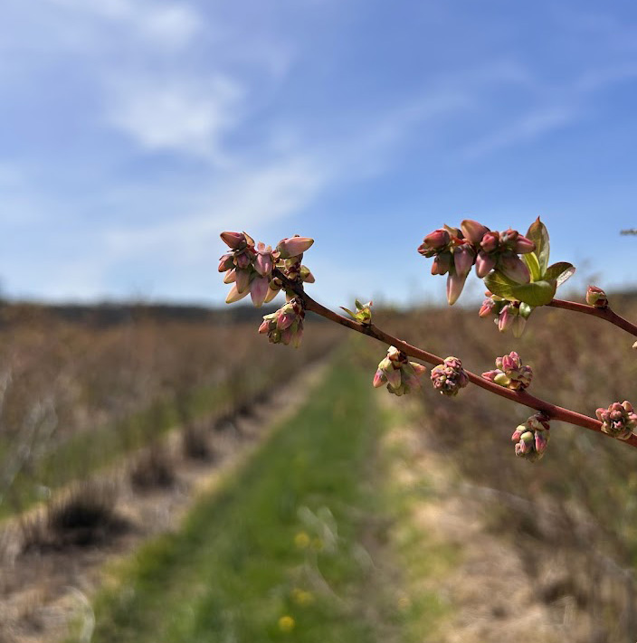 Pink buds on a blueberry plant.